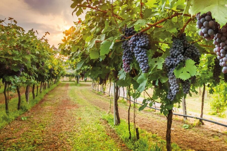 Chianti Countryside Full-Day Tour by Vintage Fiat 500 - Castellina in Chianti: a useful village stop