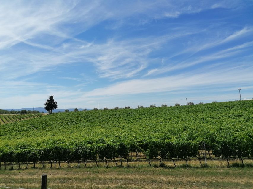 Florence: Private Vintage Fiat500 Countryside & Winery Lunch - Should you book this Fiat 500 tour?