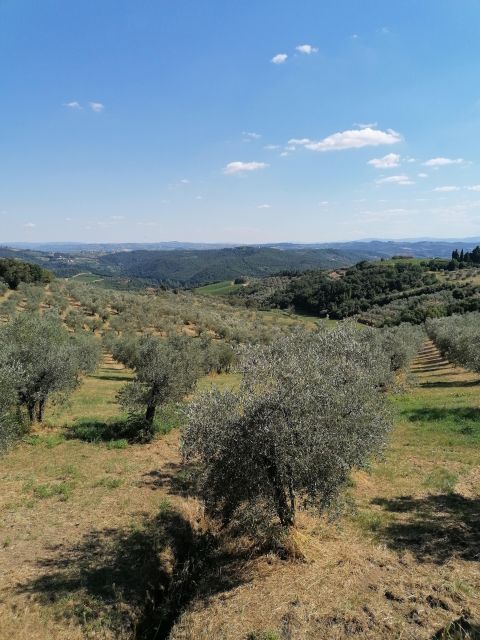 Florence: Private Vintage Fiat500 Countryside & Winery Lunch - A 105-minute farm visit with wine and olive oil