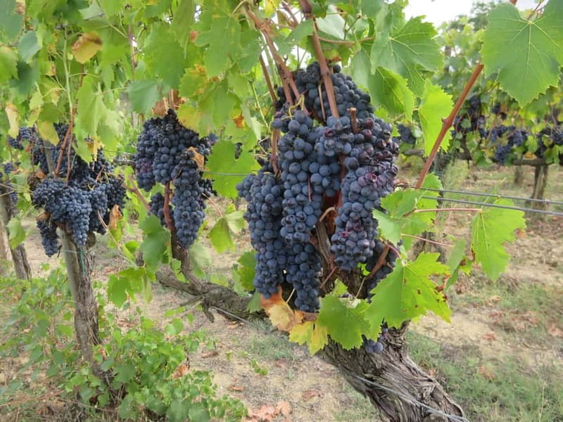 From Florence: Tuscany Vespa Tour with Lunch & Wine - Lunch at a family-run winery