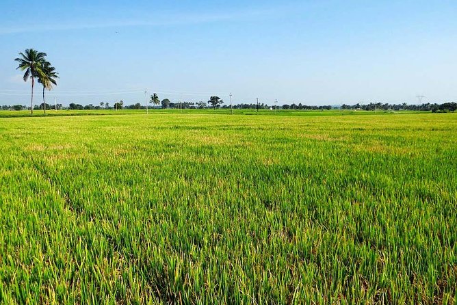 Hanoi Vespa Countryside Tour With Female Ao Dai Riders Half Day - Co Loa Citadel and the 3rd-century BC past