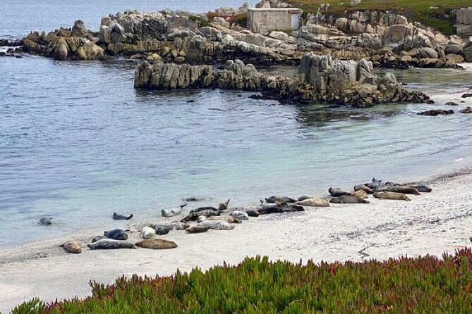 Monterey Bay Famous Dog Friendly Electric Bike and Sidecar Tour - Stillwater Cove and the pink sand finale