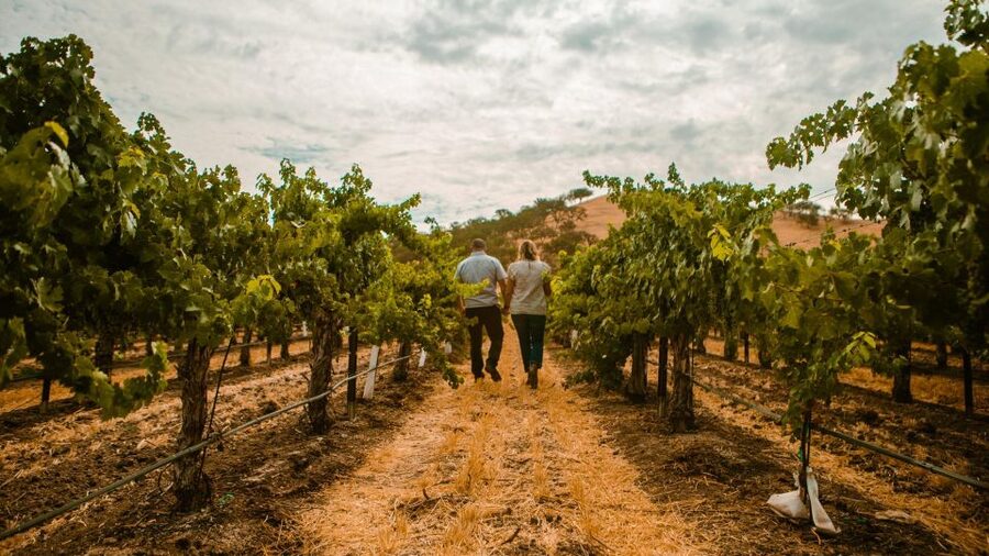 Paso Robles: Scenic Sidecar Vineyard Tour - The guide can shape the experience