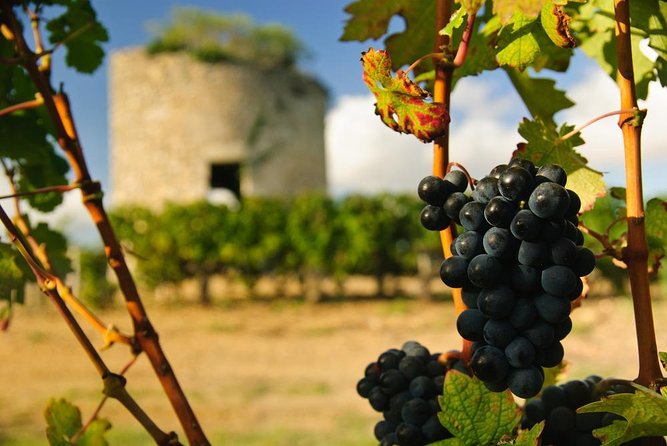 The Médoc in a sidecar, magic! - Why a Sidecar Changes the Médoc Experience