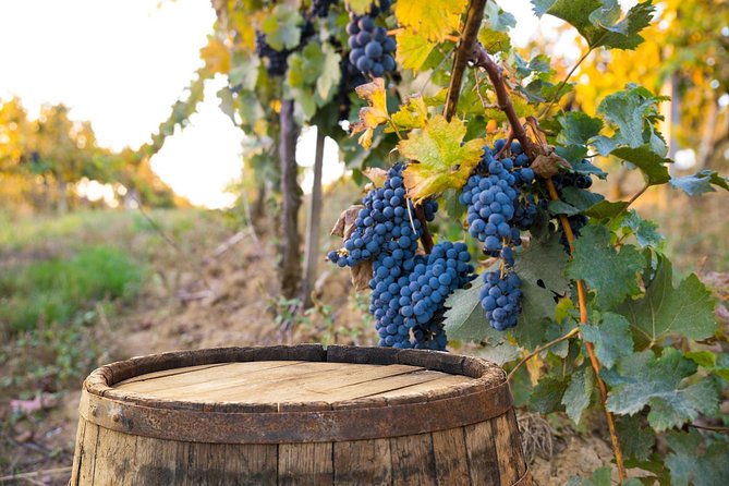 Vintage Fiat 500 Tour from Siena: Tuscan Hills and Winery Lunch - A winery lunch under the cypress trees